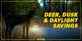 How to Avoid Hitting a Deer